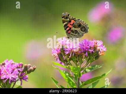 American Lady papillon se nourrissant d'une fleur rose d'Ironweed sur une prairie ensoleillée Banque D'Images