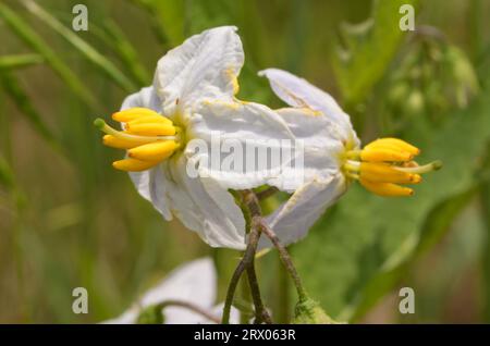 Fleur blanche de Carolina Horsenettle, une plante sauvage en pleine croissance d'ombre de nuit qui est hautement toxique Banque D'Images