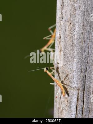 Une minuscule nymphe mantide de Caroline nouvellement éclose sur un poteau en bois, avec une autre floue un peu plus loin en arrière Banque D'Images