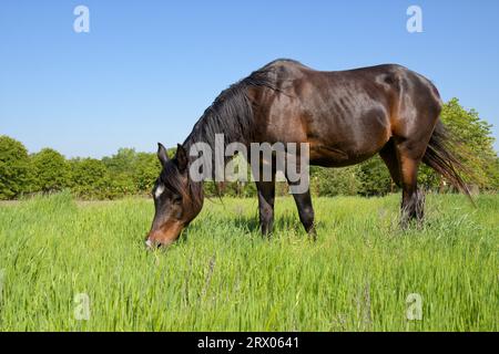 Mignon cheval arabe de la baie sombre mangeant dans le vert luxuriant pâturage printanier Banque D'Images