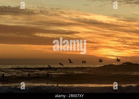 21 septembre 2023, Vina del Mar, Valparaiso, Chili : oiseaux volant au-dessus de la mer avec le coucher de soleil en arrière-plan, dans l'après-midi du jeudi 21 septembre à Renaca Beach, Chili. (Image de crédit : © Eduardo Hidalgo/ZUMA Press Wire) USAGE ÉDITORIAL SEULEMENT! Non destiné à UN USAGE commercial ! Banque D'Images