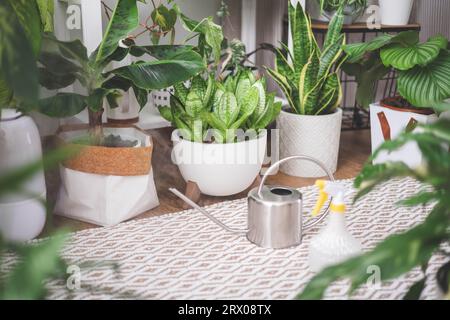 Une jeune femme aime prendre soin des fleurs. Arroser les plantes d'intérieur et les admirer. Banque D'Images