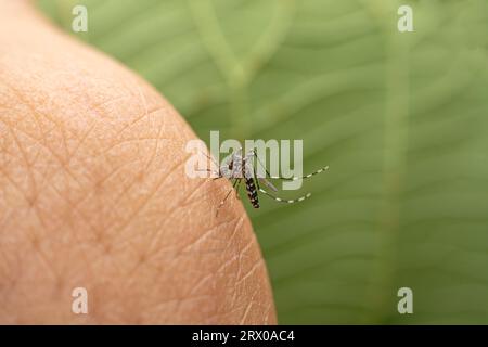 Aedes albopictus ingère le sang humain Banque D'Images