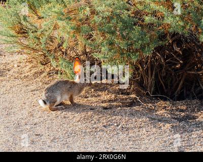 Un gros plan d'un lapin dans le désert de l'Arizona Banque D'Images