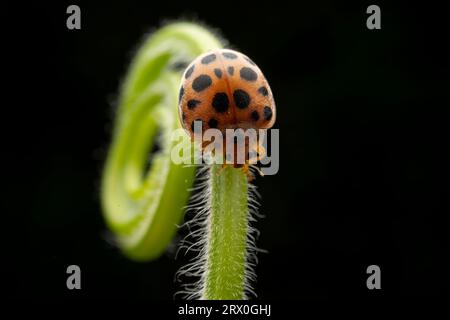 henosepilachna vigintioctomaculata à l'état sauvage Banque D'Images