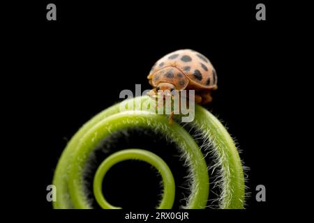 henosepilachna vigintioctomaculata à l'état sauvage Banque D'Images