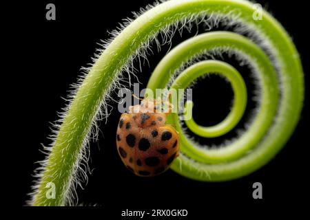 henosepilachna vigintioctomaculata à l'état sauvage Banque D'Images