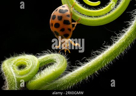 henosepilachna vigintioctomaculata à l'état sauvage Banque D'Images