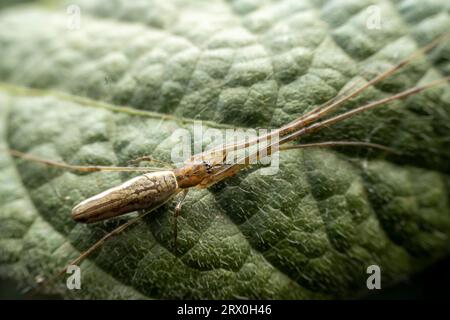 tisserand orbe à mâchoires longues à l'état sauvage Banque D'Images