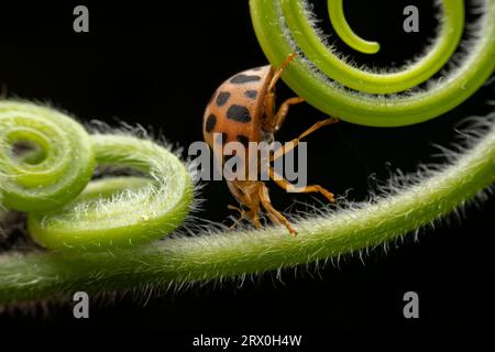 henosepilachna vigintioctomaculata à l'état sauvage Banque D'Images