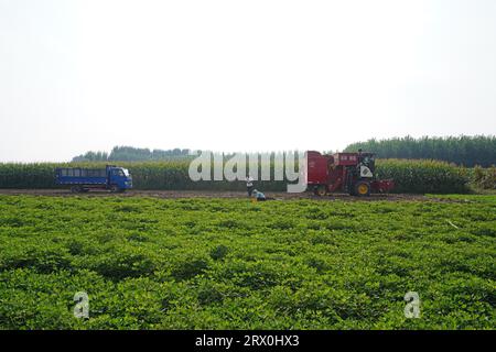 Comté de Luannan, Chine - 30 août 2022 : les agriculteurs utilisent des moissonneuses pour récolter des arachides dans les champs. Banque D'Images