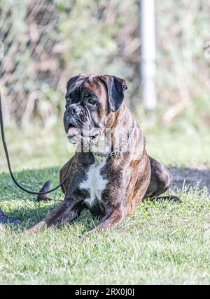 Beau chien boxer allemand assis devant du gras vert dans un parc à l'air mignon. Banque D'Images