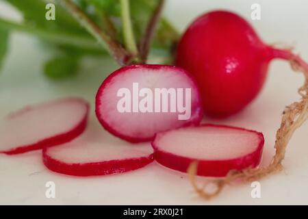 Cherry Belle Radiishes, chair blanche à peau rouge et feuilles vertes, fraîchement récoltées du potager, sur fond blanc Banque D'Images