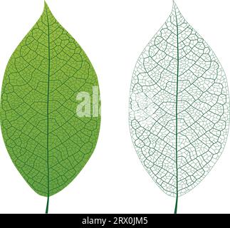 Illustration vectorielle superposée de la veine de feuille. Illustration de Vecteur