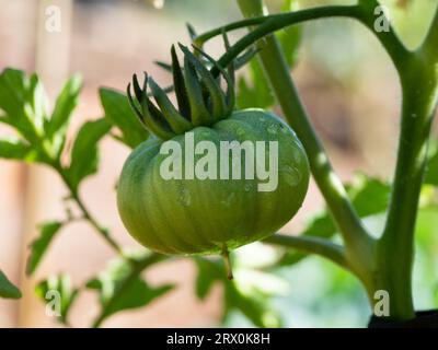 Vert non mûr Heirloom tomate sur la plante, frais et humide et pas encore prêt à cueillir, Australie Banque D'Images