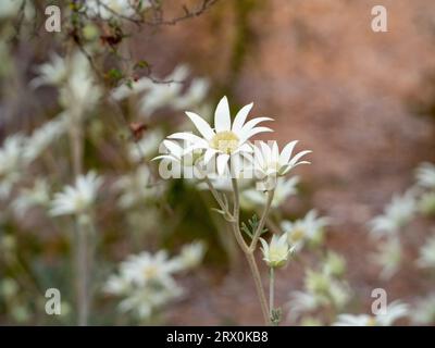 Fleurs de flanelle blanc crémeux, fleurissant en abondance dans un jardin australien Banque D'Images