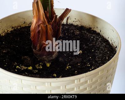 Moisissure jaune dans le pot de fleur dans le sol de plante d'intérieur comme symptomes de maladie bactérienne, gros plan. Maladie fongique dans Washingtonia filifera plante à la maison. Était Banque D'Images