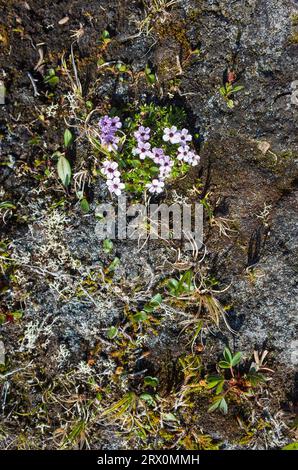 Petites fleurs de toundra Moss Campion (Silene acaulis) en Laponie suédoise. Nature arctique de la Scandinavie Banque D'Images