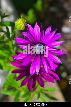 Osteospermum violet Banque D'Images