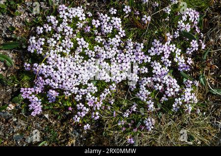 Petites fleurs de toundra Moss Campion (Silene acaulis) en Laponie suédoise. Gros plan avec flou artistique. Nature arctique de la Scandinavie Banque D'Images