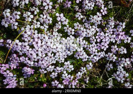 Petites fleurs de toundra Moss Campion (Silene acaulis) en Laponie suédoise. Gros plan avec flou artistique. Nature arctique de la Scandinavie Banque D'Images