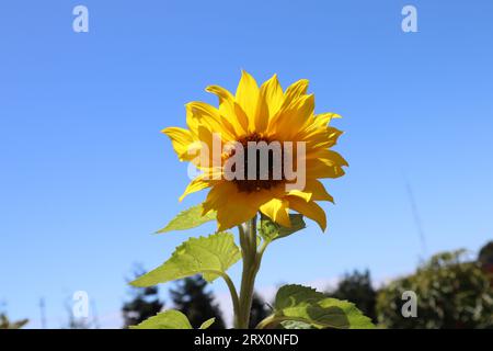 Gros plan de tournesol contre ciel bleu clair, San Francisco, Californie, USA. Banque D'Images