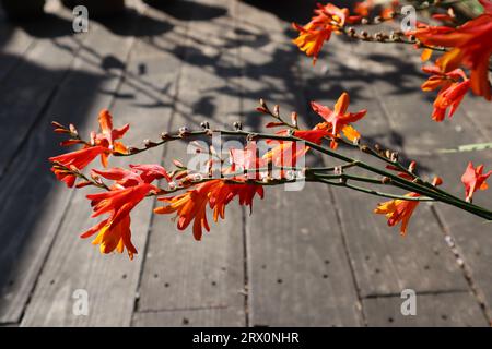 Gros plan de fleur de Crocosmia lucifer. Gros plan de la plante à fleurs orange contre le plancher en bois. Banque D'Images