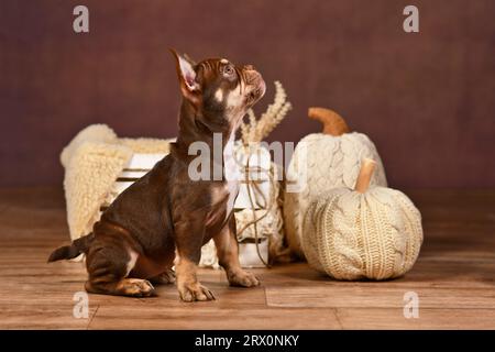 Nouveau chiot Bulldog français de couleur Schade Mocca Orange Tan avec décoration de citrouille d'automne saisonnière Banque D'Images