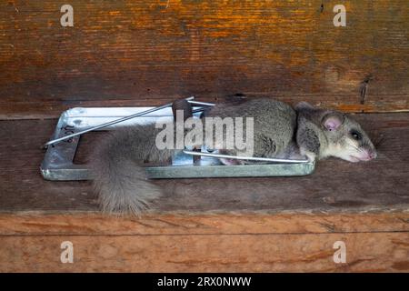 mort européen comestible glis glis glis pris dans le piège à rat puissant de printemps mousetrap Banque D'Images