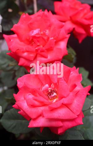 Gros plan des fleurs de Rose dans le jardin. Roses rose vif dans le jardin. Banque D'Images