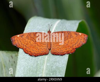 Un gros plan d'un papillon orange perché sur une plante verte Banque D'Images