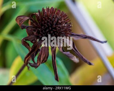 Fleur Dead Cone, brun foncé et flétri Banque D'Images