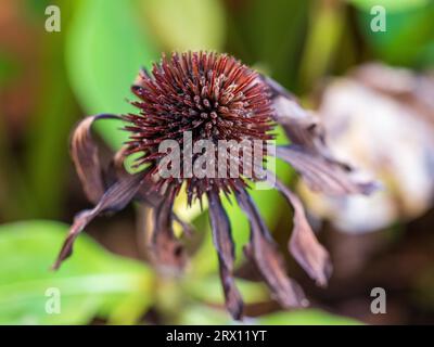 Fleur Dead Cone, brun foncé et flétri Banque D'Images