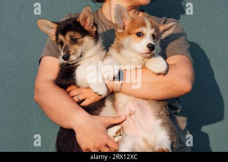 Photo recadrée d'une femme d'âge moyen portant un T-shirt gris, debout sur fond bleu, tenant deux merveilleux chiots dodus du chien welsh pembroke corgi Banque D'Images