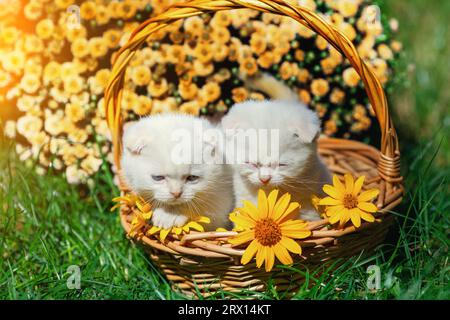 Deux mignons petits chatons drôles s'assoient dans un panier dans un jardin d'été Banque D'Images