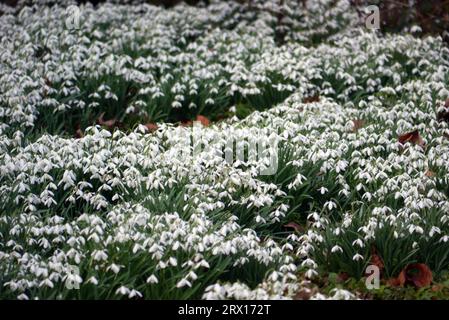 Tapis de gouttes de neige 'Galanthus' fleurs dans les bois dans le domaine de Lytham Hall dans le Lancashire, Angleterre, Royaume-Uni. Banque D'Images