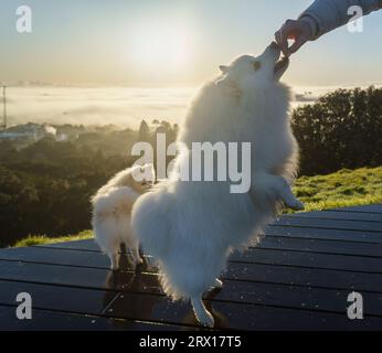 Photo rétroéclairée de la main d’une femme nourrissant des chiens blancs moelleux le matin brumeux. Banque D'Images