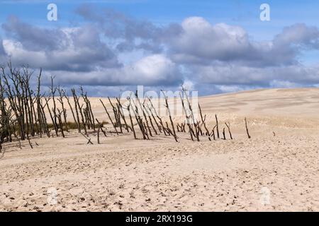 Forêt morte sur la dune de Lacka dans le parc national Slovincian, Leba, Pologne. Déplacement des dunes de sable absorbant la forêt. Journée d'été ensoleillée, sable et ciel bleu W Banque D'Images