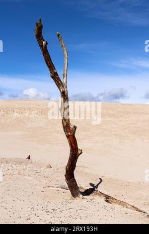 Arbre mort sur la dune de Lacka dans le parc national Slovincian, Leba, Pologne. Déplacement des dunes de sable absorbant la forêt. Journée d'été ensoleillée, sable et ciel bleu Wit Banque D'Images