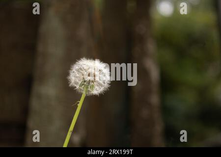 Fleurs colorées dans le jardin et dans la nature. Pissenlit sauvage. Banque D'Images