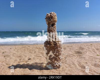Bouteille en verre pleine de bernacles sur la plage. Les bernacles sont un type d'arthropode Banque D'Images