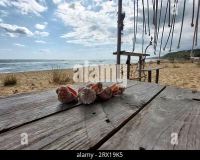 Collection d'escargots de mer sur une table en bois sur une plage. Mer en arrière-plan Banque D'Images