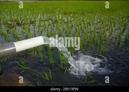 Les plants de blé sont irrigués par jet d'eau. Irrigation des rizières à l'aide de puits de pompage avec la technique de pompage de l'eau du sol pour couler Banque D'Images