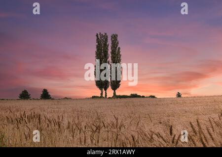 Champ de blé au crépuscule Banque D'Images