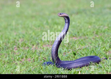 Javanais crachant du cobra sur une prairie Banque D'Images