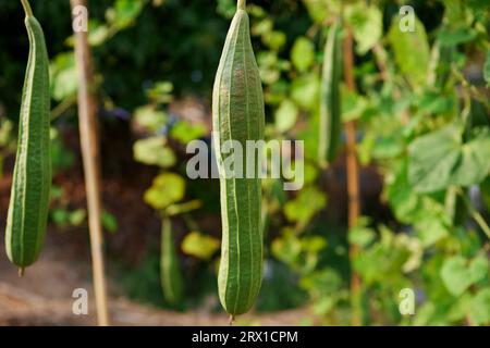 La courgette carrée ou le loofah incliné sur le treillis de bambou Banque D'Images