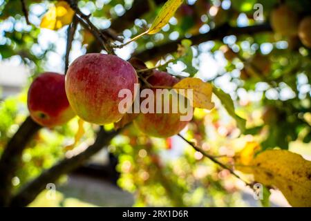 Pommes rouges et vertes dans le pommier parmi les feuilles jaunes Banque D'Images