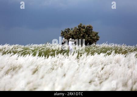 Dhaka, Bangladesh. 20 septembre 2023. La zone de Sariaghat de ​​Keraniganj adjacente à la capitale a été créée avec une beauté unique de fleurs catkin. Les visiteurs affluent tous les jours pour profiter de cette beauté à la périphérie de Dhaka, au Bangladesh, le 21 septembre 2023. Photo de Habibur Rahman/ABACAPRESS.COM crédit : Abaca Press/Alamy Live News Banque D'Images