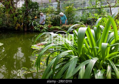 Botanischer Garten à Dresde, Regenwaldhaus mit Tropenpflanzen Banque D'Images