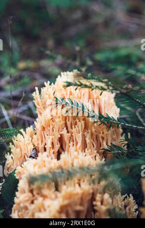 Ramaria formosa, champignon corallien à pointe jaune Banque D'Images